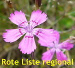 Heide-Nelke Dianthus deltoides kl.