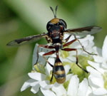 Helle Stieldickkopffliege Physocephala cf. vittata 1 kl.