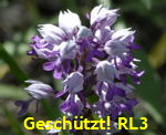 Helm-Knabenkraut (Orchis militaris) 2 kl.