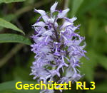 Helm-Knabenkraut (Orchis militaris) kl.