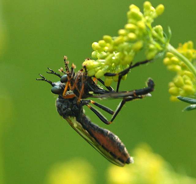 Hcker-Habichtsfliege Dioctria rufipes Mai 2010 Hemsbach Graben NIKON 039a