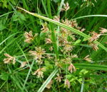 Hohes Zypergras Cyperus longus ssp. longus kl.