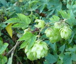 Hopfen  (Humulus lupulus) kl.