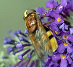 Hornissenschwebfliege volucella zonaria 2 kl.