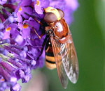 Hornissenschwebfliege volucella zonaria kl.