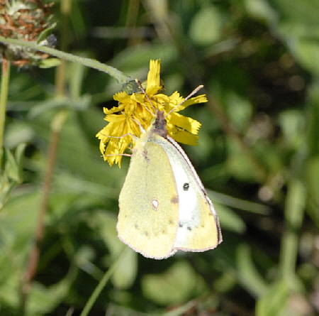 Hufeisenklee-Gelbling  Colias alfacariensis od. hyale Weibchen Sep 2012 Donnersberg NIKON 073