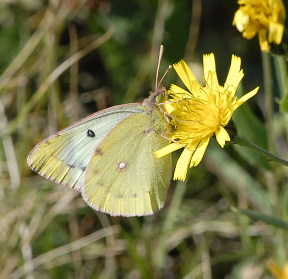 Hufeisenklee-Gelbling  Colias alfacariensis od. hyale Weibchen Sep 2012 Donnersberg NIKON 074
