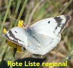 Hufeisenklee-Gelbling Colias alfacariensis od. hyale Weibchen 1 kl.