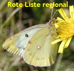 Hufeisenklee-Gelbling Colias alfacariensis od. hyale Weibchen kl.