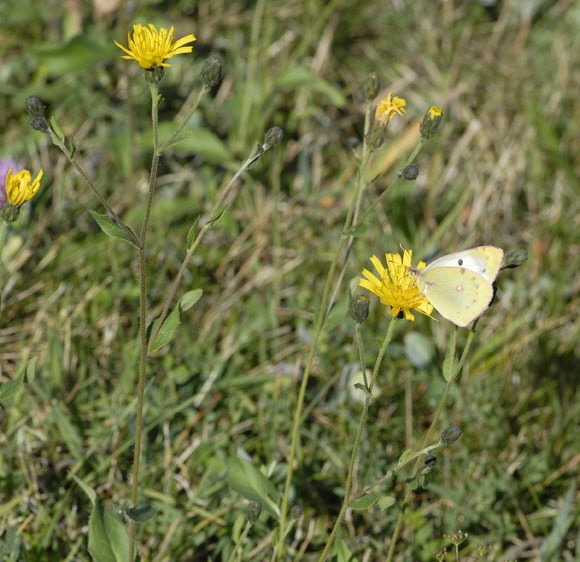 Hufeisenklee-Gelbling Colias alfacariensis od. hyale Weibchen Sep 2012 Donnersberg NIKON 069