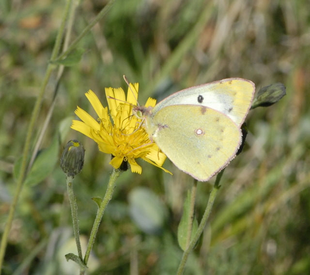 Hufeisenklee-Gelbling Colias alfacariensis od. hyale Weibchen Sep 2012 Donnersberg, Jakobsweiler  NIKON 069a