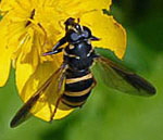 Hummel-Moderholzschwebfliege Temnostoma bombylans 2 kl.