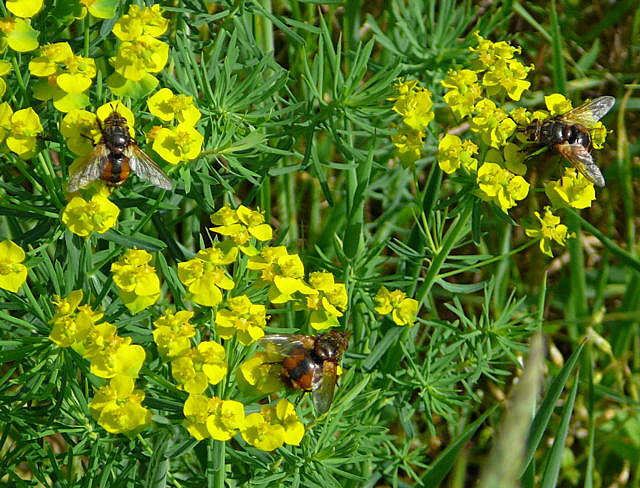 Igelfliege Tachina fera Nikon Mai 09 Schmetterlinge u. Insekten Viernheimer Wald 055