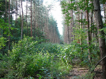 Juli 2012 FFH-Wald LA u. Viernheimer Heide 110