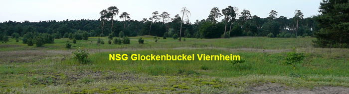 Juni 2010 NSG Viernheimer Glockenbuckel 037 Panorama