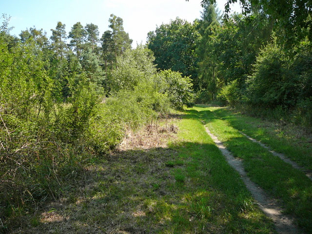 Juni 2011 Viernheimer Wald gemhte Wege Schmetterlinge 026