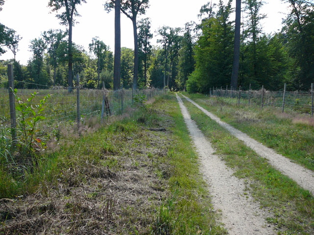 Juni 2011 Viernheimer Wald gemhte Wege Schmetterlinge 047