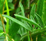 Kahles Sonnenrschen (Helianthemum nummularium ssp. glabrum) Blatt kl.