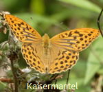 Kaisermantel Argynnis paphia kl.