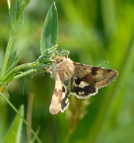 Karden-Sonneneule, Heliothis viriplaca Nikon 2008 Mai08 Wildblumen, Schmetterlinge Feudenheim 027