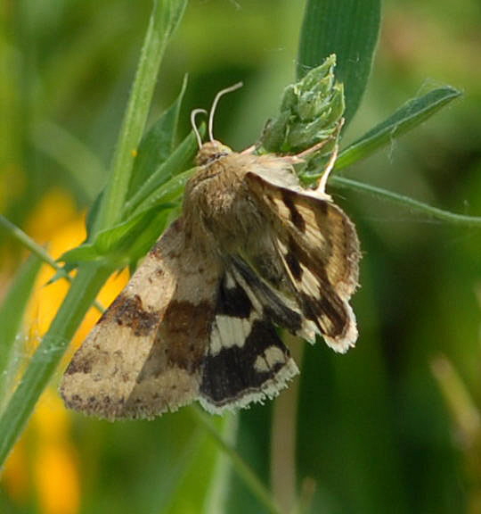 Karden-Sonneneule, Heliothis viriplaca Nikon 2008 Mai08 Wildblumen, Schmetterlinge Feudenheim 028