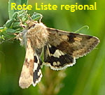 Karden-Sonneneule, Heliothis viriplaca kl.