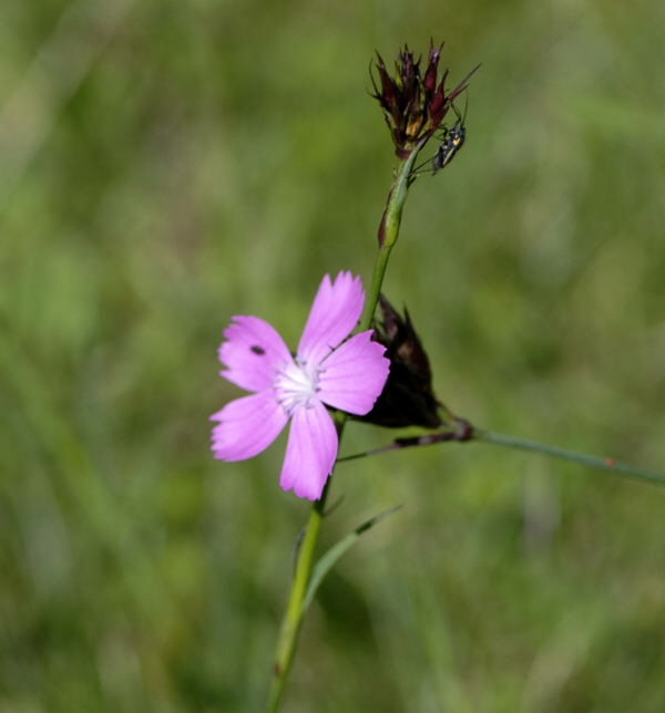 Karthuser-Nelke Dianthus carthusianorum Juni 2010 Hungen NSG u