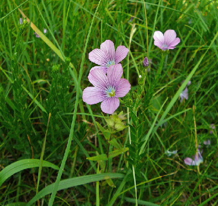 Klebriger Lein (Linum viscosum)  7.7.Koenigsbrunner Heide bei Augsburg 022