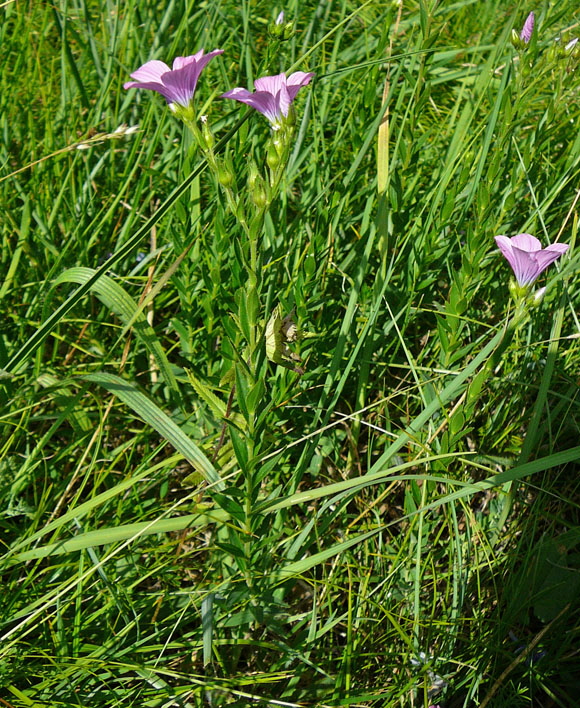 Klebriger Lein (Linum viscosum)  7.7.Koenigsbrunner Heide bei Augsburg 021