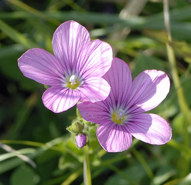 Klebriger Lein (Linum viscosum) 7.7.Koenigsbrunner Heide bei Augsburg NIKON 022