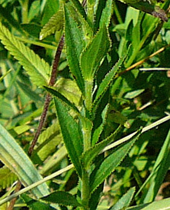 Klebriger Lein (Linum viscosum) 7.7.Koenigsbrunner Heide bei Augsburg 021a