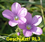 Klebriger Lein (Linum viscosum) kl.