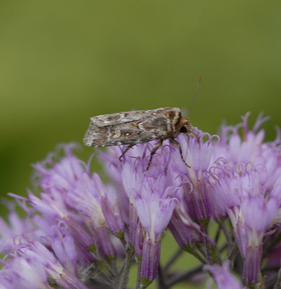 Kleine Heidekrauteule (Lycophotia porphyrea)  9.7.2011 Allgu Alpen Fellhorn  137