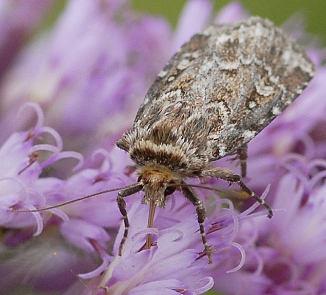 Kleine Heidekrauteule (Lycophotia porphyrea) 9.7.2011 Allgu Alpen Fellhorn S