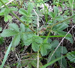Kleine Odermennig (Agrimonia eupatoria) Bl.kl.
