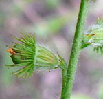 Kleine Odermennig (Agrimonia eupatoria) Frucht kl.