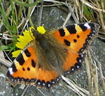 Kleiner Fuchs Aglais urticae kl.