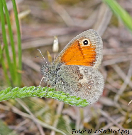 Kleiner Heufalter Coenonympha pamphilus-HttenfeldBrachacker-16.05.09-1-N