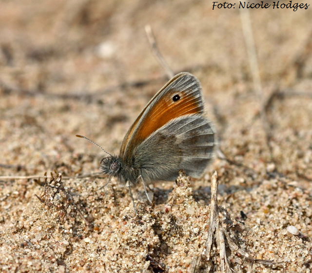 Kleiner Heufalter Coenonympha pamphilus-Mai09-Brachacker-beiMlldeponie-2-N