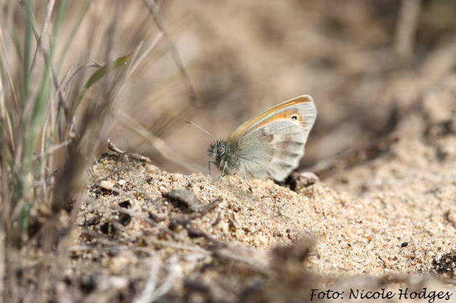 Kleiner Heufalter Coenonympha pamphilus-Mai09-Brachacker-beiMlldeponie-3-N