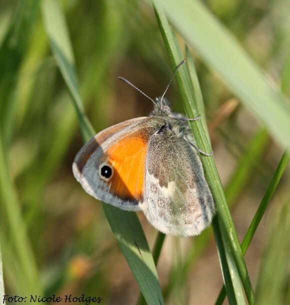 Kleiner Heufalter Coenonympha pamphilus-Mai09-Brachacker-beiMlldeponie-4-N (2)