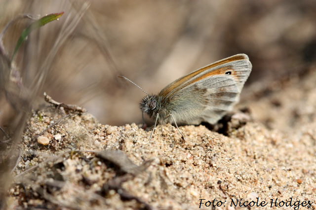 Kleiner Heufalter Coenonympha pamphilus-Mai09-Brachacker-beiMlldeponie-4-N