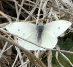 Kleiner Kohlweiling (Pieris rapae) kl.