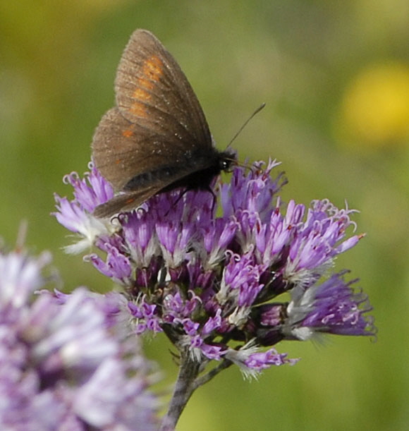 Kleiner Mohrenfalter (Erebia melampus)  9.7.2011 Allgu Alpen Fellhorn 164