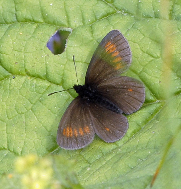 Kleiner Mohrenfalter (Erebia melampus) 9.7.2011 Allgu Alpen Fellhorn N 172