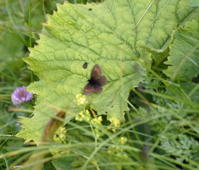 Kleiner Mohrenfalter (Erebia melampus) 9.7.2011 Allgu Alpen Fellhorn 171