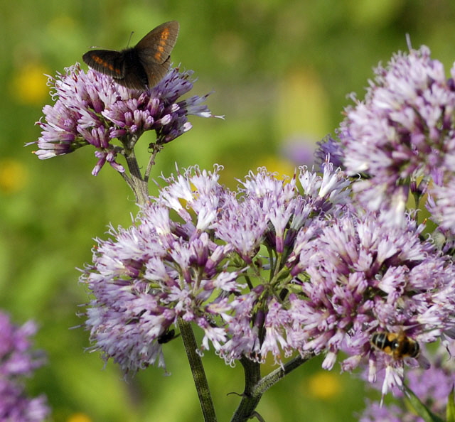 Kleiner Mohrenfalter (Erebia melampus)2 9.7.2011 Allgu Alpen Fellhorn