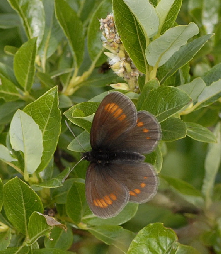 Kleiner Mohrenfalter (Erebia melampus)3 9.7.2011 Allgu Alpen Fellhorn