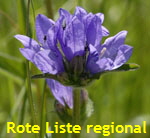 Knuel-Glockenblume (Campanula glomerata) 1kl.