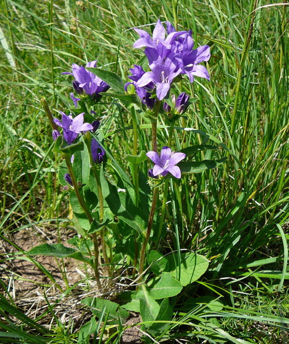 Knuel-Glockenblume (Campanula glomerata). Mai 2012 Pfalz und Elsa Nordvogesen 112